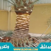 تكريب النخيل بالدمام عن طريق أفضل معلم تقليم نخيل وتنظيف نخيل وتنسيق حدائق في الشرقية