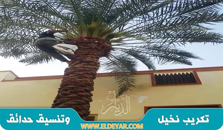 تكريب النخيل بابها وتقليم النخيل بمقص نخيل لإزالة كرب النخيل