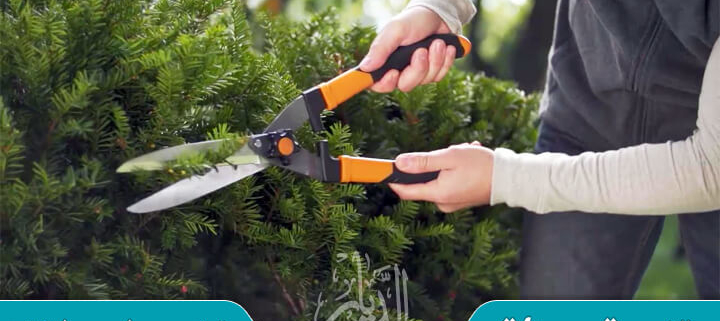 عامل قص اشجار بجازان متخصص في تقليم كل أنواع الأشجار وعلى مستوى عالي من الاحترافية والدقة