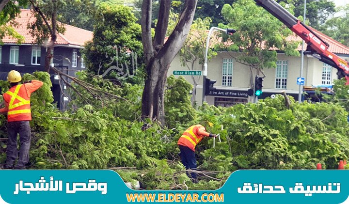 قص اشجار بالرياض لقص اشجار الشوارع وقص الزرع بواسطة عامل قص الاشجار